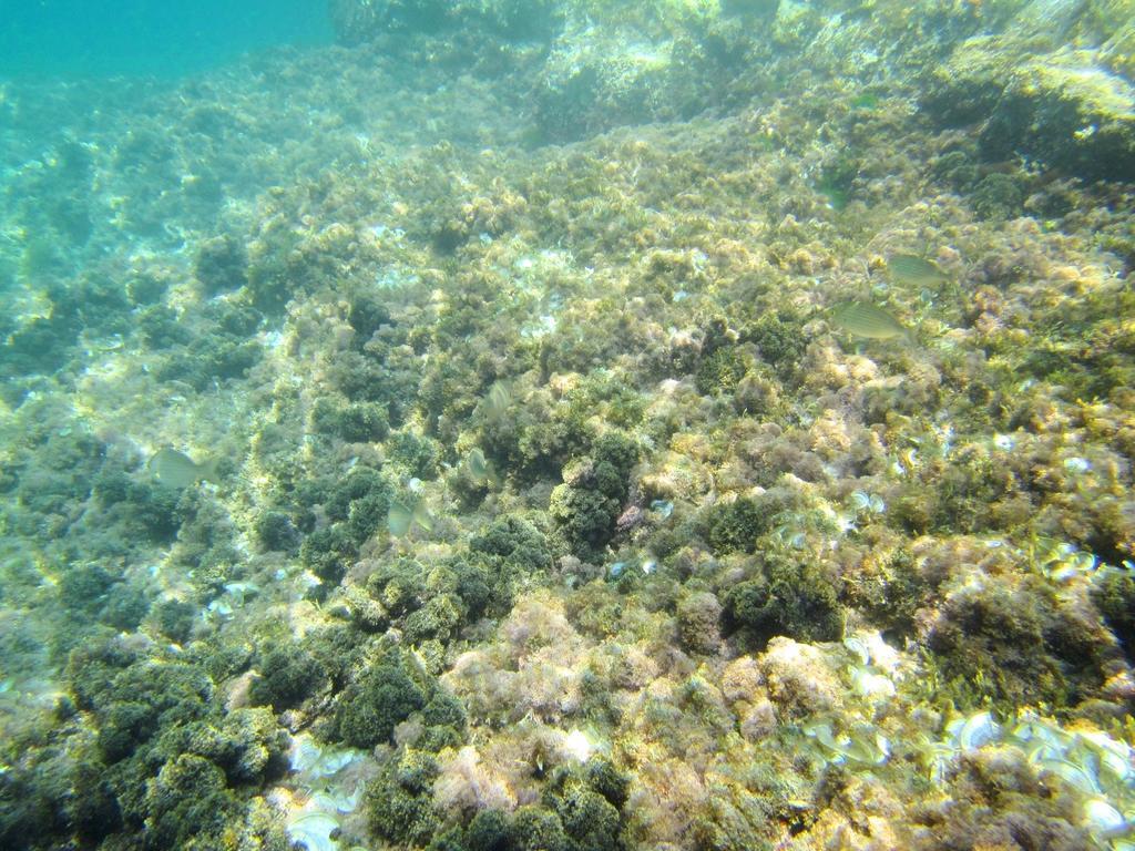 Sea Of Eden Lägenhet Dubrovnik Exteriör bild