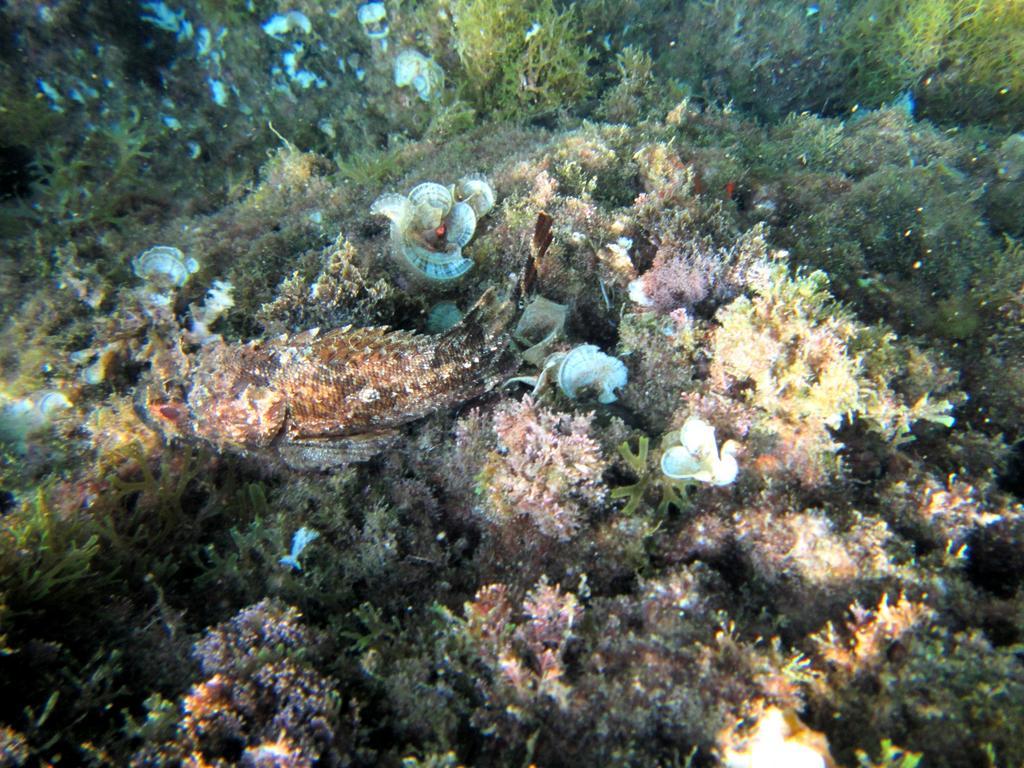 Sea Of Eden Lägenhet Dubrovnik Exteriör bild